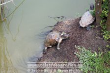 Singapur | Botanische Gärten Singapur |