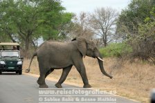Republik Südafrika | Provinz Mpumalanga | Krüger-Nationalpark | Big Five | Elefant |