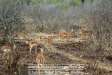 Republik Südafrika | Provinz Mpumalanga | Krüger-Nationalpark | Impalas |