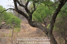 Republik Südafrika | Provinz Mpumalanga | Krüger-Nationalpark |