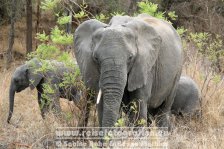 Republik Südafrika | Provinz Mpumalanga | Krüger-Nationalpark | Big Five | Elefanten |