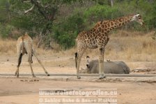Republik Südafrika | Provinz Mpumalanga | Krüger-Nationalpark | Giraffen &amp; Nashorn |