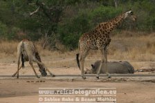 Republik Südafrika | Provinz Mpumalanga | Krüger-Nationalpark | Giraffen &amp; Nashorn |