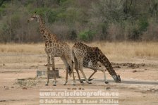 Republik Südafrika | Provinz Mpumalanga | Krüger-Nationalpark | Giraffen &amp; Nashorn |