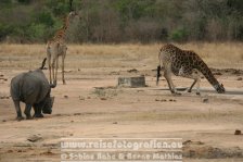 Republik Südafrika | Provinz Mpumalanga | Krüger-Nationalpark | Big Five | Nashorn |