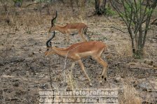 Republik Südafrika | Provinz Mpumalanga | Krüger-Nationalpark | Impalas |