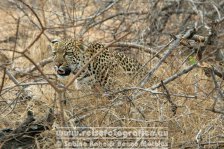 Republik Südafrika | Provinz Mpumalanga | Krüger-Nationalpark | Big Five | Leopard |