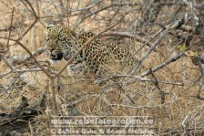 Republik Südafrika | Provinz Mpumalanga | Krüger-Nationalpark | Big Five | Leopard |