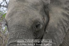 Republik Südafrika | Provinz Mpumalanga | Krüger-Nationalpark | Big Five | Elefant |