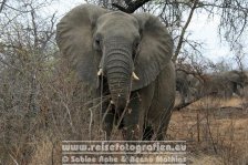 Republik Südafrika | Provinz Mpumalanga | Krüger-Nationalpark | Big Five | Elefanten |