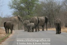 Republik Südafrika | Provinz Mpumalanga | Krüger-Nationalpark | Big Five | Elefanten |