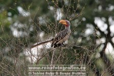 Republik Südafrika | Provinz Mpumalanga | Krüger-Nationalpark |