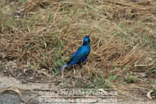 Republik Südafrika | Provinz Mpumalanga | Krüger-Nationalpark | Glanzstar |