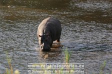 Republik Südafrika | Provinz Mpumalanga | Krüger-Nationalpark | Flusspferd |