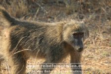 Republik Südafrika | Provinz Mpumalanga | Krüger-Nationalpark |