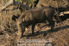 Republik Südafrika | Provinz Mpumalanga | Krüger-Nationalpark |