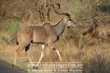Republik Südafrika | Provinz Mpumalanga | Krüger-Nationalpark | Kudu |