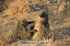 Republik Südafrika | Provinz Mpumalanga | Krüger-Nationalpark |