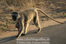 Republik Südafrika | Provinz Mpumalanga | Krüger-Nationalpark |