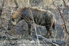 Republik Südafrika | Provinz Mpumalanga | Krüger-Nationalpark | Hyäne |