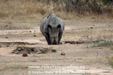 Republik Südafrika | Provinz Mpumalanga | Krüger-Nationalpark | Big Five | Nashorn |