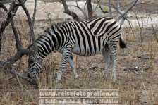 Republik Südafrika | Provinz Mpumalanga | Krüger-Nationalpark | Zebra |