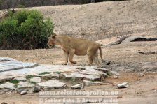 Republik Südafrika | Provinz Mpumalanga | Krüger-Nationalpark | Big Five | Löwin |