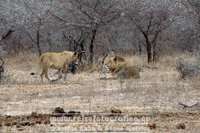 Republik Südafrika | Provinz Mpumalanga | Krüger-Nationalpark | Big Five | Löwen |