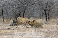 Republik Südafrika | Provinz Mpumalanga | Krüger-Nationalpark | Big Five | Löwen |