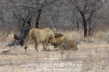 Republik Südafrika | Provinz Mpumalanga | Krüger-Nationalpark | Big Five | Löwen |