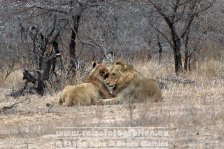 Republik Südafrika | Provinz Mpumalanga | Krüger-Nationalpark | Big Five | Löwen |