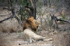 Republik Südafrika | Provinz Mpumalanga | Krüger-Nationalpark | Big Five | Löwe |