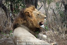 Republik Südafrika | Provinz Mpumalanga | Krüger-Nationalpark | Big Five | Löwe |