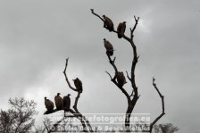 Republik Südafrika | Provinz Mpumalanga | Krüger-Nationalpark | Geier |