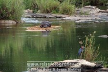 Republik Südafrika | Provinz Mpumalanga | Krüger-Nationalpark | Flusspferd |