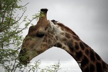 Republik Südafrika | Provinz Mpumalanga | Krüger-Nationalpark | Giraffe |