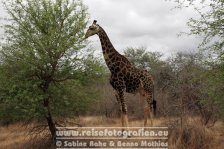 Republik Südafrika | Provinz Mpumalanga | Krüger-Nationalpark | Giraffe |