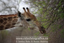 Republik Südafrika | Provinz Mpumalanga | Krüger-Nationalpark | Giraffe |