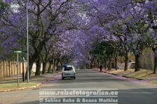 Republik Südafrika | Provinz Gauteng | Johannesburg | Houghton |  Jacaranda-Allee |