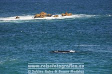 Republik Südafrika | Provinz Western Cape | Garden Route | Hermanus | Wal |