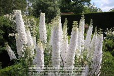 UK | England | Kent | Sissinghurst Castle | Der weiße Garten |