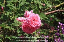 UK | England | Kent | Sissinghurst Castle |