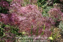 UK | England | Kent | Sissinghurst Castle |