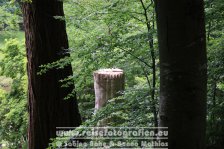 UK | England | Wiltshire | Stourhead |