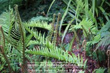 UK | England | Devon | Kingswear | Coleton Fishacre |