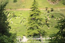 UK | England | Cornwall | Glendurgan Garden |