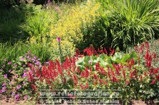 UK | England | Cornwall | Madron | Trengwainton Garden |