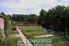 UK | England | Cornwall | Madron | Trengwainton Garden |