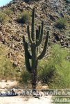 USA | Arizona | Saguaro-Nationalpark |