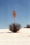 USA | New Mexico | White Sands National Monument | Soap Tree Yucca |